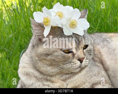 Adorable cat feline with white flowers on head lying down in grass Stock Photo