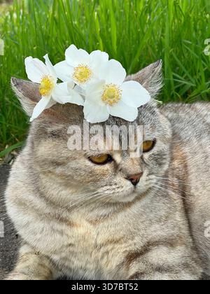 Cute cat with white flowers lying down in grass Stock Photo