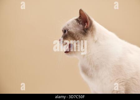Side view of Siamese cat with open mouth. White feline with blue eyes and upright ears on beige background. Stock Photo