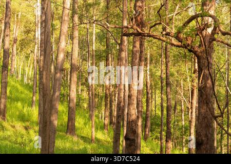 Bright, warm sunlight streaming through the straight, vertical trunks of a dense forest or tree plantation with lush green grass. Stock Photo