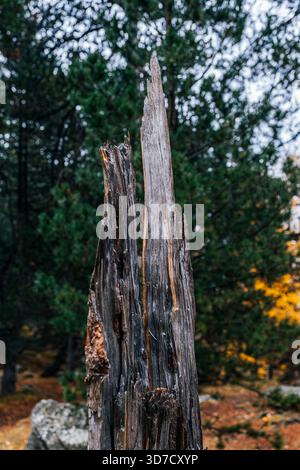 Sharp Splintered Remains of Old Weathered Tree Trunk, Wood Texture Detail, Surrounded by Forest in Autumn Stock Photo