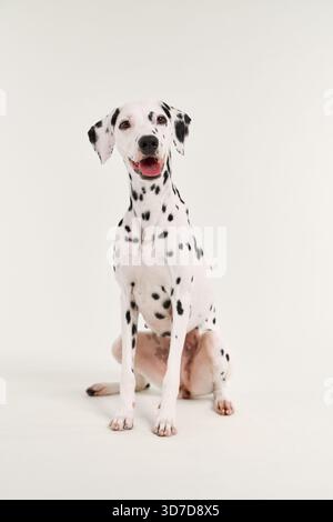 Front view of Dalmatian sitting with upright posture. Soft neutral background and studio lighting. Stock Photo