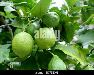 Several unripe green citrus fruits on tree among dark green leaves. Fresh nature motif. Copyspace. Stock Photo