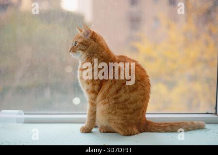 Ginger cat sitting on windowsill looking out window pet photography Stock Photo