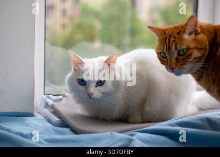White cat and orange tabby cat sitting near window pet photography Stock Photo