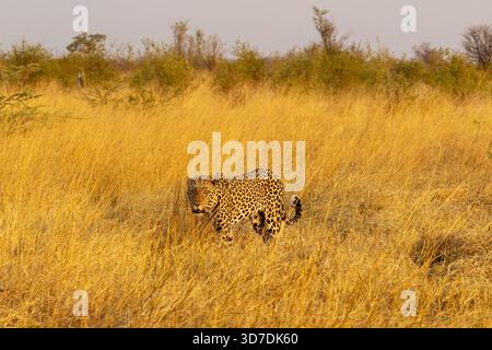 A large predator, the Leopard walking in dry grass during a golden hour in Savuti, Chobe National Park in Botswana Stock Photo