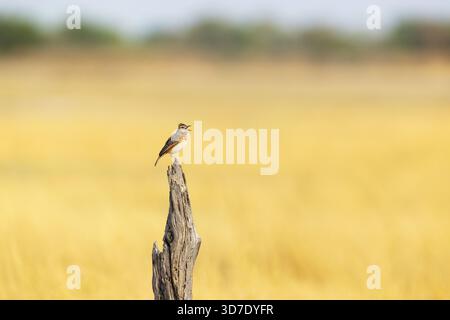 Rufous-naped lark standing on a dead tree stump and singing in a dry savannah in Okavango delta, Moremi Game Reserve in Botswana Stock Photo