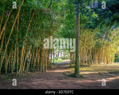 Sunlit bamboo grove in Parque António Borges, Ponta Delgada, São Miguel. Peaceful forest path in a botanical park. Right side subtly AI-corrected to b Stock Photo