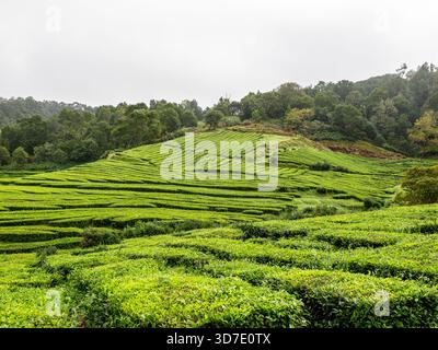 Lush green tea fields at Gorreana plantation on São Miguel in the Azores, Portugal – the only tea plantation in Europe, set against a forested hillsid Stock Photo