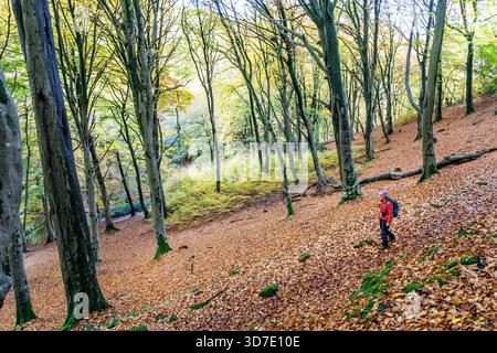 Walker in the forest in St Mary's Vale, Sugar Loaf, Abergavenny, Wales, UK Stock Photo