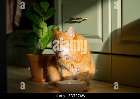 Ginger cat enjoying a meal from a white bowl on the kitchen floor, bathed in warm sunlight, with a green houseplant standing behind it next to a cabinet Stock Photo