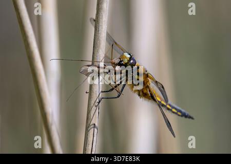 Four Spotted Chaser Dragonfly eating insect on dried reed stalks, taken mid morning on the Somerset levels Stock Photo