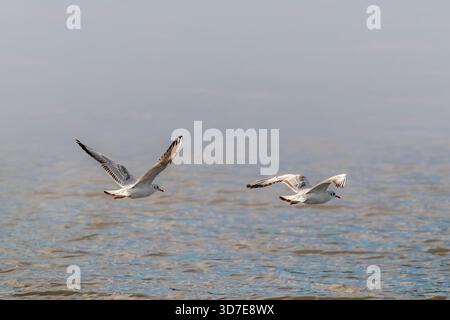 Two Black-headed Gulls flying over Chew Valley Lake on a misty summer morning, Somerset, England, UK Stock Photo