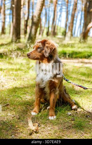 Cute miniature Australian shepherd puppy with blue eyes sitting patiently on the grass in a sunny pine forest on a leash, representing a dog walk and outdoor adventure Stock Photo