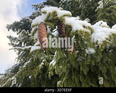 Winter, spruce branches covered with a layer of white snow, a spruce cone in the foreground Stock Photo