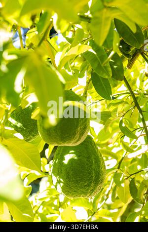 Pomelo fruits closeup on a tree branch in citrus fruits garden also called toronja Stock Photo