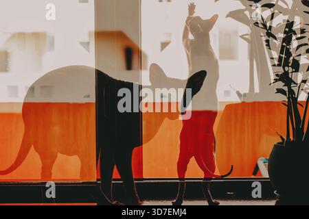 Sphynx cat in a cozy home. Two Sphinx cats are seen in a warm, sunlit room, with a focus on the cats and the soft, inviting interior. Double exposure Stock Photo
