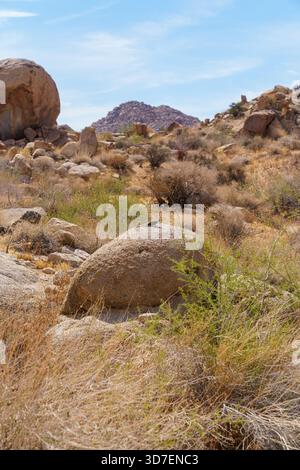 Male Desert Spiny Lizard basking on a rock in Joshua Tree National Park, California (Sceloporus magister) Stock Photo