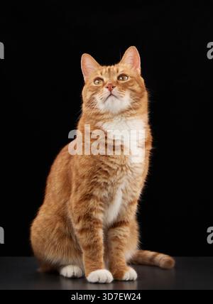 A ginger domestic cat sits with tail wrapped beneath. Captured in full-body profile view on dark backdrop. Stock Photo