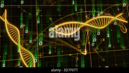 Twisting golden DNA helix ribbons glowing over dark grid plane, streaming neon binary and nodes Stock Photo