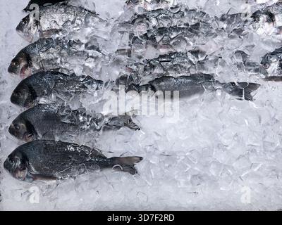 Chilled dorado fish covered with ice cubes at seafood market. Fresh raw fish neatly arranged for sale. Concept of healthy food, freshness, and fish in Stock Photo