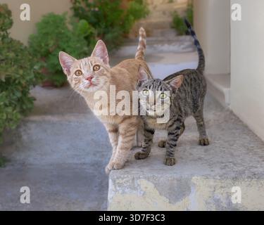 Two cute cat kittens, lovely friends begging for food, standing side by side on a wall, Corfu, Greece Stock Photo