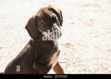 Small brown puppy exploring rural surroundings on a sunny day, standing and sitting on natural ground and vegetation Stock Photo