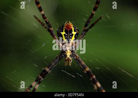 Close up of a forest spider in its spider web.this macro photo was taken from Bangladesh. Stock Photo