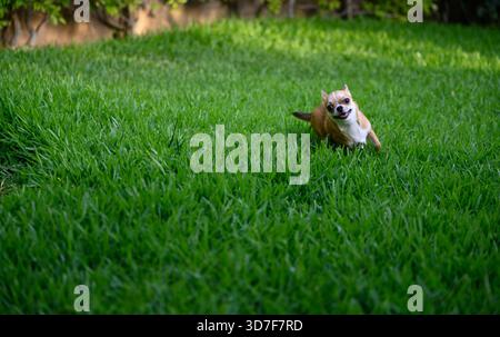 A small brown dog is running through a lush green field. The dog appears to be happy and energetic as it runs through the grass Stock Photo