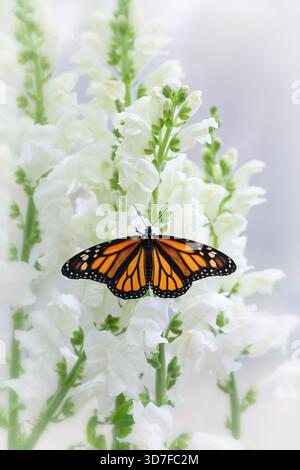 Macro of a monarch butterfly (danaus plexippus) resting on white snapdragon flowers - soft white background Stock Photo