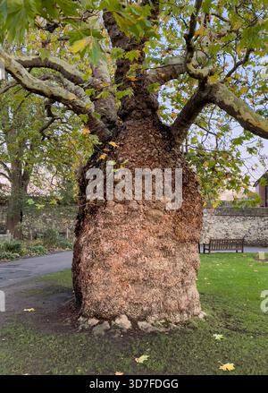 A Baobab Plane tree in the cathedral close in Canterbury, UK. Thought to be a clone of the common London Plane, the huge trunk being caused by a virus Stock Photo