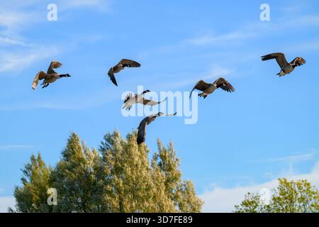 Canada Geese coming into land at Chew Valley Lake in North Somerset, Uk Stock Photo