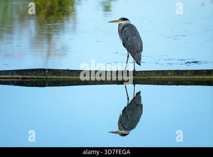 Grey Heron at Caen Hill Locks pond, Devizes watching and waiting for fish, with a perfect reflection in the water. Stock Photo