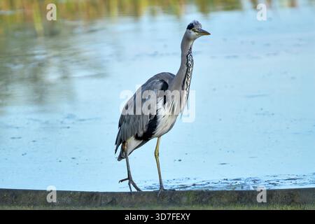 Grey Heron walking at Caen Hill Locks pond, Devizes watching and waiting for fish Stock Photo