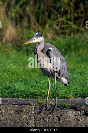 Grey Heron at Caen Hill Locks, Devizes on the lookout for fish Stock Photo