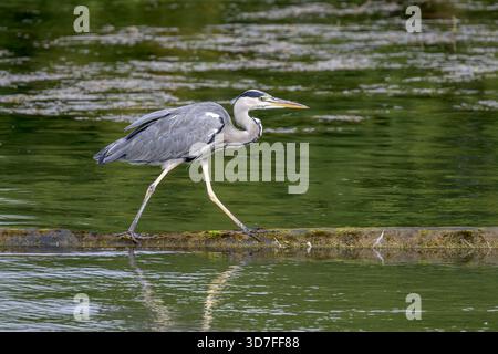 Grey Heron walking at Caen Hill Locks pond, Devizes watching for fish Stock Photo