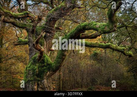 Ancient moss-covered oak tree in autumn at Savernake Forest near Marlborough, Wiltshire, UK Stock Photo