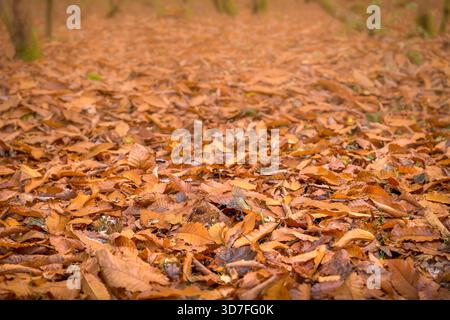 Beech and horse chestnut leaves covering the woodland floor in autumn at Savernake Forest near Marlborough, Wiltshire, UK Stock Photo