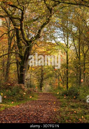 Falling autumn leaves in a gust of wind at Savernake Forest near Marlborough, England, UK in autumn with autumn colours Stock Photo