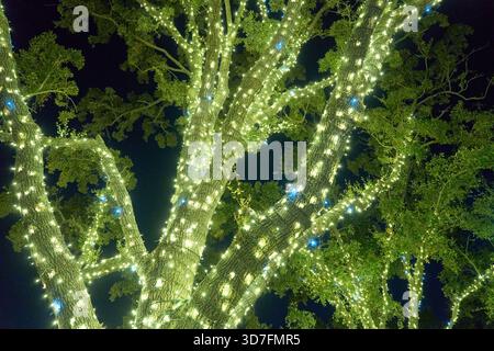 Thousands of warm white fairy lights wrap around textured bark and limbs. The festive outdoor scene shines vividly at night. Stock Photo