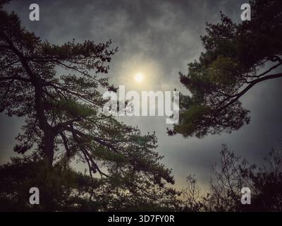 Pale winter sun seen through evergreen tree branches Stock Photo