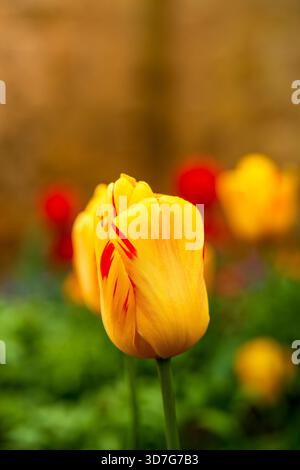 Vibrant Yellow and Red Tulip in Full Bloom Standing Tall Against a Soft Blurred Garden Background on a Warm Spring Day Stock Photo