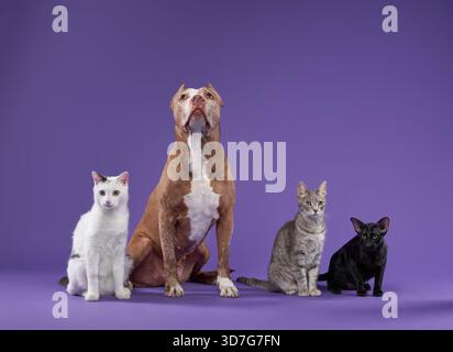 A group of three cats and a brown dog sit in a row against a purple backdrop. The scene captures their unique expressions and companionship. Stock Photo