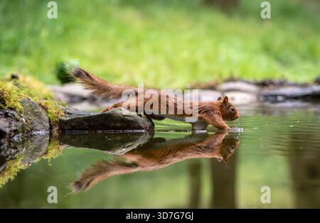 A Red Squirrel is reflected in a pool of water as it tentatively puts its paws into the water Stock Photo