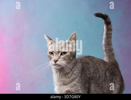 A grey tabby cat lifts its tail high while standing against a pastel pink and blue background. Its curious expression adds charm to the scene. Stock Photo