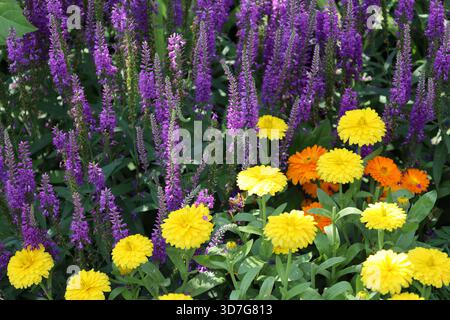 swath of tiny purple blossoms behind large yellow, orange blooms above medium-green leaves in summer sun (close-up) Stock Photo