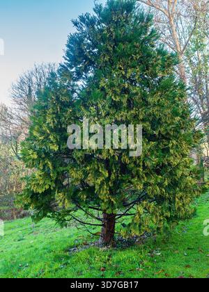Male cones adorn the evergreen branches of the hardy Incense Cedar, Calocedrus decurrens 'Pillar' Stock Photo