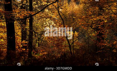 Autumn forest illuminated by warm golden light with dense foliage and tall tree trunks Stock Photo