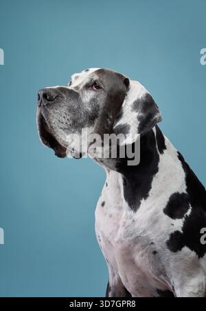 A Great Dane dog is sitting in a studio against a blue-gray background. The dog's large frame and spotted coat stand out. Stock Photo