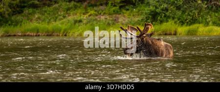Moose Grazing In Lake Lifts Its Head while eating dinner Stock Photo
